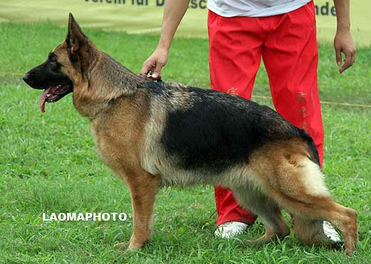 V1 2005* Iff von BoChen，母，2006-03-24，CAF8231，CSZ28227，犬主：华洪