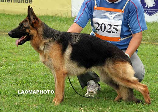 V2 2025* Geffi von ErTu，母，2007-04-21，CJM4626，CSZ84667，犬主：王伟