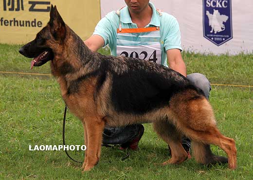 V3 2024* Vicky vom Holtk?mper Hof，母，2007-04-24，D-C5484，CSZ8002014，犬主：孙小东