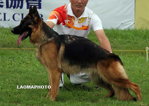 V4 2030* Dristin vom Flywolfberg，母，2006-12-31，CXS1838，CSZ42120，犬主：余健