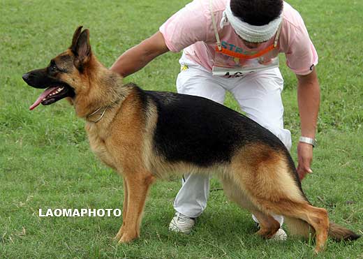 SG1 4009* Aca von YiYu，母，2007-08-09，CRN2217，CSZ58906，犬主：欧阳力