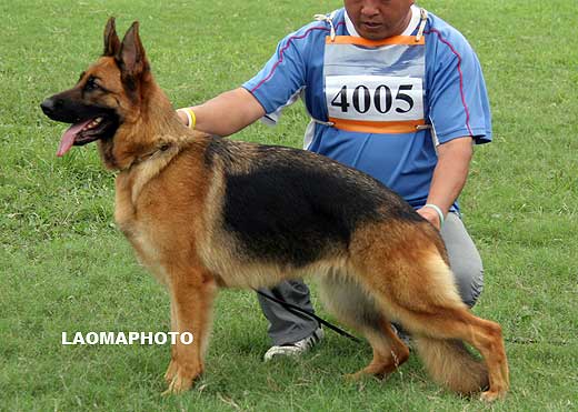 SG2 4005 Quintess vom Hasenborn，母，2007-10-29，H-H7001，CSZ8002132，犬主：李深义