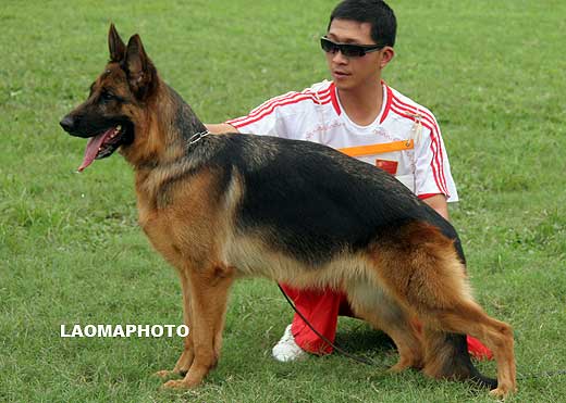 SG3 4004* Hellen von Hakata Kakinoki，母，2007-12-26，M1925，CSZ8002028，犬主：华洪