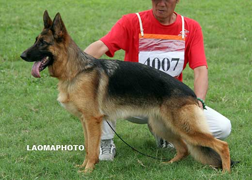 SG4 4007 Ela  von ChongQingZhengDe，母，2008-01-06，CCN0664，CSZ69224，犬主：李佐强