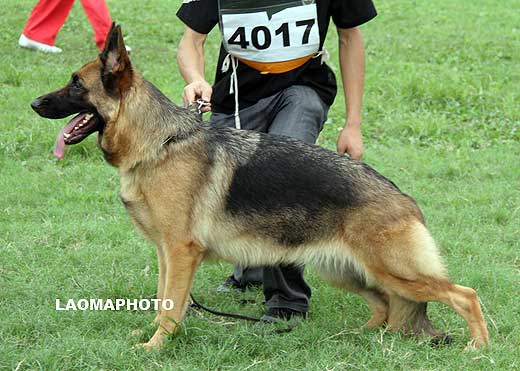 SG5 4017 Cary  von SiChuanBaoXiang，母，2007-12-27，CRN2566，CSZW69801，犬主：陈林