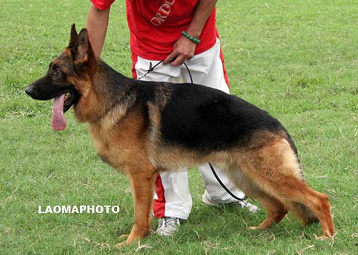 SG1 5008* Dafa von ChongQingZhengDe，公，2008-01-28，CCN0657，CSZ69207，犬主：李佐强
