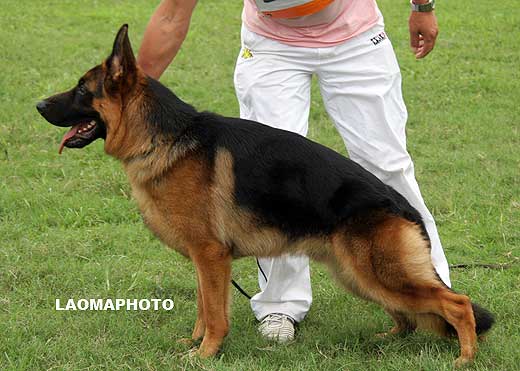 SG2 5015 Avry von DaYou，公，2008-02-15，CRN2713，CSZ73259，犬主：唐金东