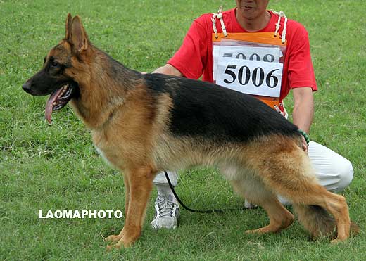 SG5 5006* Haoli  von JinLiang，公，2008-03-13，CKA2871，CSZ93329，犬主：李志刚