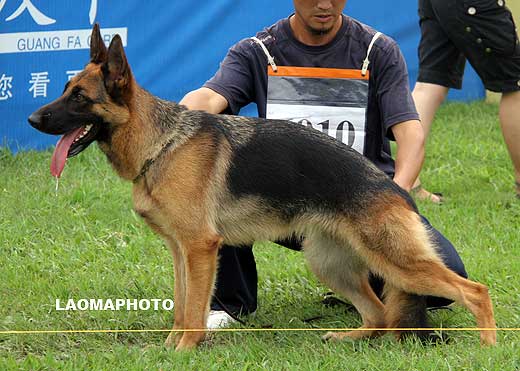 SG1 6010 Cala von GuanGong，母，2008-03-26，CSA6284，CSZ72979，犬主：罗斌