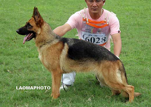 SG2 6028 Bischa von HaoFeng，母，2008-06-10，CCS0758，CSZ78595，犬主：赵渝