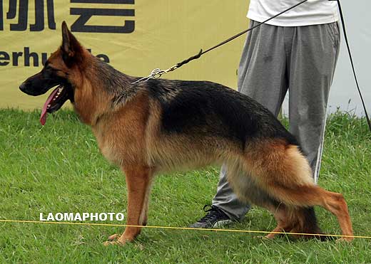 SG3 6011 Cama  von GuanGong，母，2008-03-26，CSF6022，CSZ72981，犬主：马瑞俊