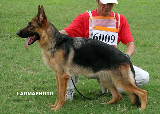 SG4 6009 Dafei von ChongQingZhengDe，母，2008-01-28，CCN0658，CSZ69208，犬主：李佐强
