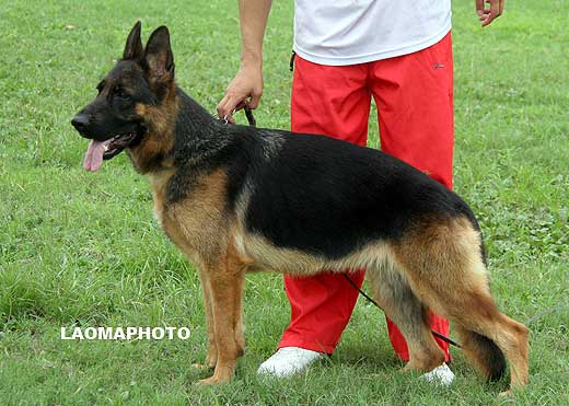 SG5 6001* Dylina von YuLong，母，2008-03-28，CLA3708，CSZ76300，犬主：陈栋
