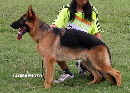 VV1 7001 Borzo von ChongQingZhengDe，公，2008-09-11，CCZ2720，CSZ84703，犬主：李佐强