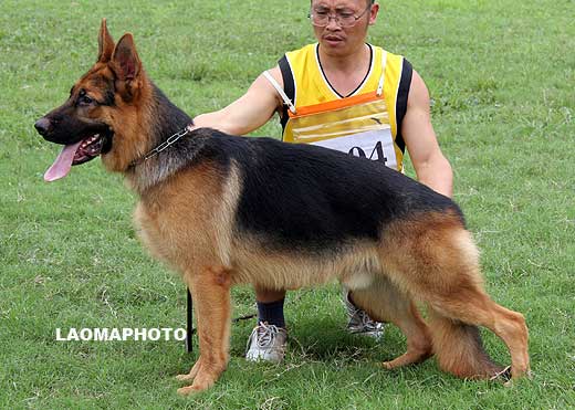 VV3 7004 Bandit von JieLi，公，2008-09-03，CRZ2299，CSZ87765，犬主：罗清明