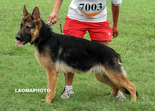 VV4 7003 Buster von ErHu，公，2008-08-10，CSZ4880，CSZ85200，犬主：张随虎