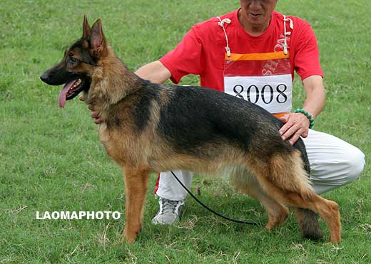 VV1 8008 Ischna von JiaBei，母，2008-09-06，CRZ2318，CSZ87778，犬主：杨波