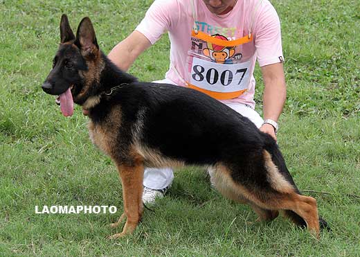 VV2 8007 Bumi von DaYou，母，2008-10-09，CRZ2323，CSZ87781，犬主：唐金东