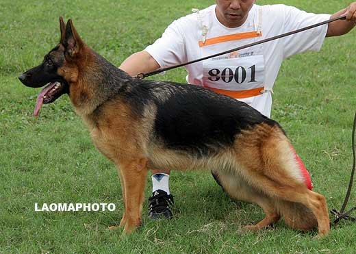 VV3 8001 Branga von FangZheng，母，2008-08-05，CRZ3049，CSZ86114，犬主：方正强