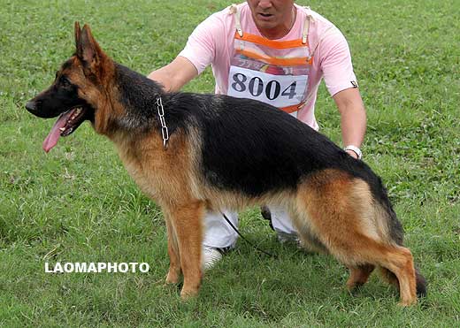 VV4 8004 Benna von SaiBiao，母，2008-08-19，CYZ1951，CSZ86514，犬主：栗述文