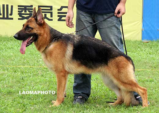 VV5  8010 Bine von ChuanDeLang，母，2008-08-20，CRZ2696，CSZ84690，犬主：赵春勇