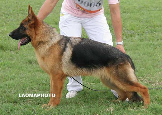 VV1 9006 Caron von DaYou，公，2008-12-06，CRZ3917，CSZ89189，犬主：唐金东