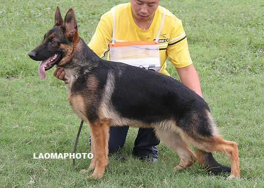 VV2 9005 Fire von DeLe，公，2009-01-16，CHZ6309，CSZ89899，犬主：李志刚