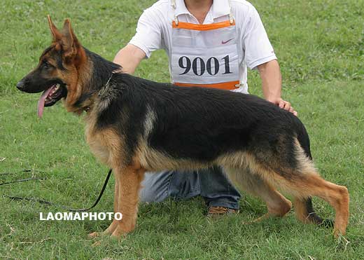 VV3 9001 Bronco von HuaGang，公，2009-01-09，CFW2910，CSZ91985，犬主：陈启汪