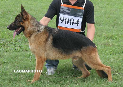 VV4 9004 Geronimo von FengShen，公，2008-12-20，CHW0365，CSZ90663，犬主：雷元召