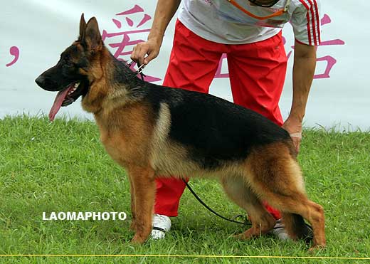 VV1 0001 Bascia von SanDing，母，2008-11-08，CLW6154，CSZ90700，犬主：陈栋