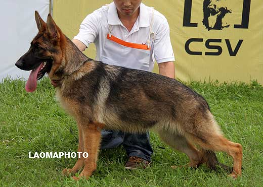 VV2 0008 Birke von HuaGang，母，2009-01-09，CFW2915，CSZ91990，犬主：马小玉