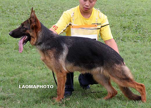 VV3 0005 Ninija von YiDa，母，2008-12-25，CHZ6335，CSZ89917，犬主：蒋正波