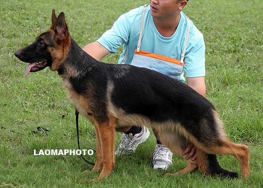 VV4 0002 Briska von DongShengYuan，母，2008-12-20，CRZ3980，CSZ92592，犬主：陈勇