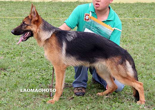 VV5 0006 Laurin von LongJian，母，2008-12-10，CRW8639，CSZ95637，犬主：李剑
