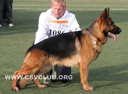 V1 1086 杜克斯 Dux de Intercanina CSZ8002203 犬主：赵振平
