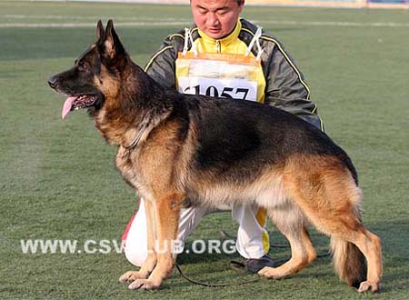 V2 1057 法鲁斯 Farus des Meilleurs Sangs CSZ8002116 犬主：王宏志