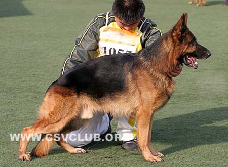 V3 1055 泰龙 Tyron Della Real Favorita CSZ8002073 犬主：田玉萍