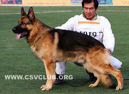 V4 1019 爱斯曼 Iceman von Arlett CSZ8000294 犬主：葛彦发