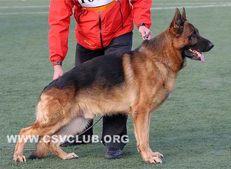 V5 1085 克斯亚博 Xab aus Agrigento CSZ8001194 犬主：赵振平