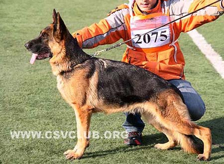 V1 2075 劳恩 Rau von ZhongHao CSZ46716 犬主：李忠良