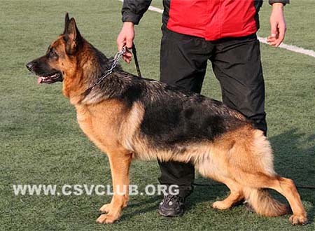 V2 2115 艾莉森 Alison de La Vallee du Taravo CSZ8001989 犬主：王学东