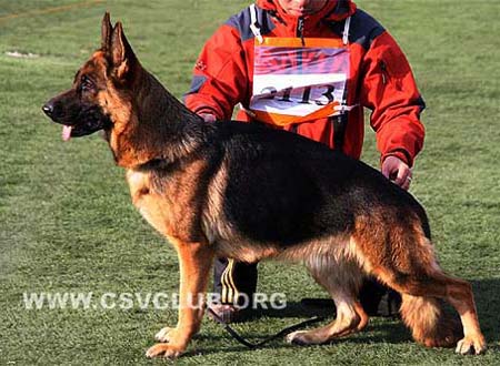 V5 2113 娜努卡 Nanuka von YongTai CSZ41005 犬主：王瑞平