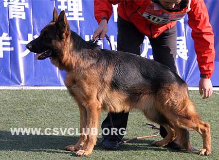 SG1 3075 阿克斯 Aks von TianYi CSZ61672 犬主：赵振平