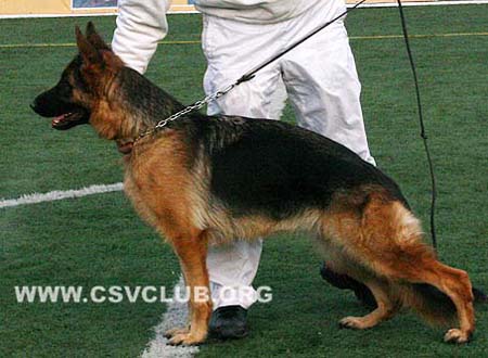 SG1 4035 斯恩那 Siena von WenXing CSZ63024 犬主：韩远亮