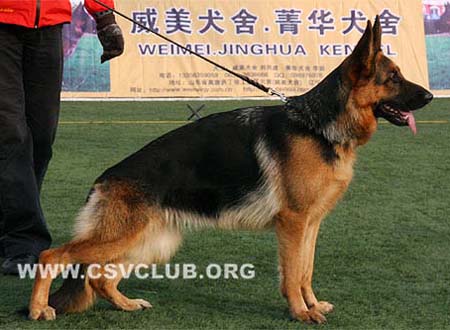 SG2 4115 伊拉 Ira vom Grafenbrunn CSZ8002200 犬主：翟学喜