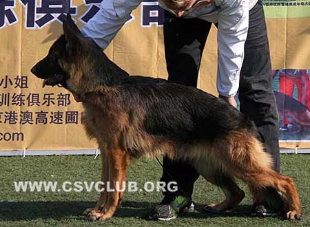 SG4 4085 艾莉斯 Ailis von TianYi CSZ61673 犬主：田玉萍