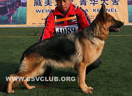 SG5 4089 艾博妮 Eboni von XingJun CSZ61691 犬主：王津