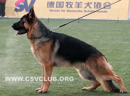 SG1 5018 皮帕 Pippo von Dossel CSZ88636 犬主：韩彬