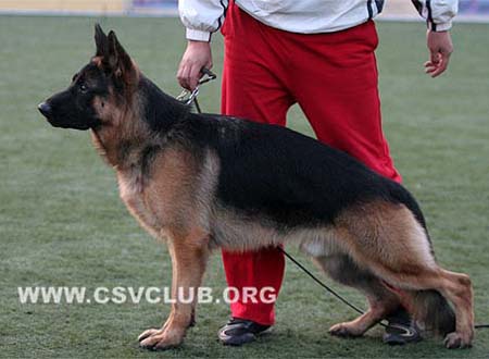 SG2 5050 巴斯克尔 Baskor von SaDanLangBao CSZ84312 犬主：郑锡春