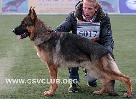 SG3 5017 菲利普 Phillip von Dossel CSZ88635 犬主：韩彬